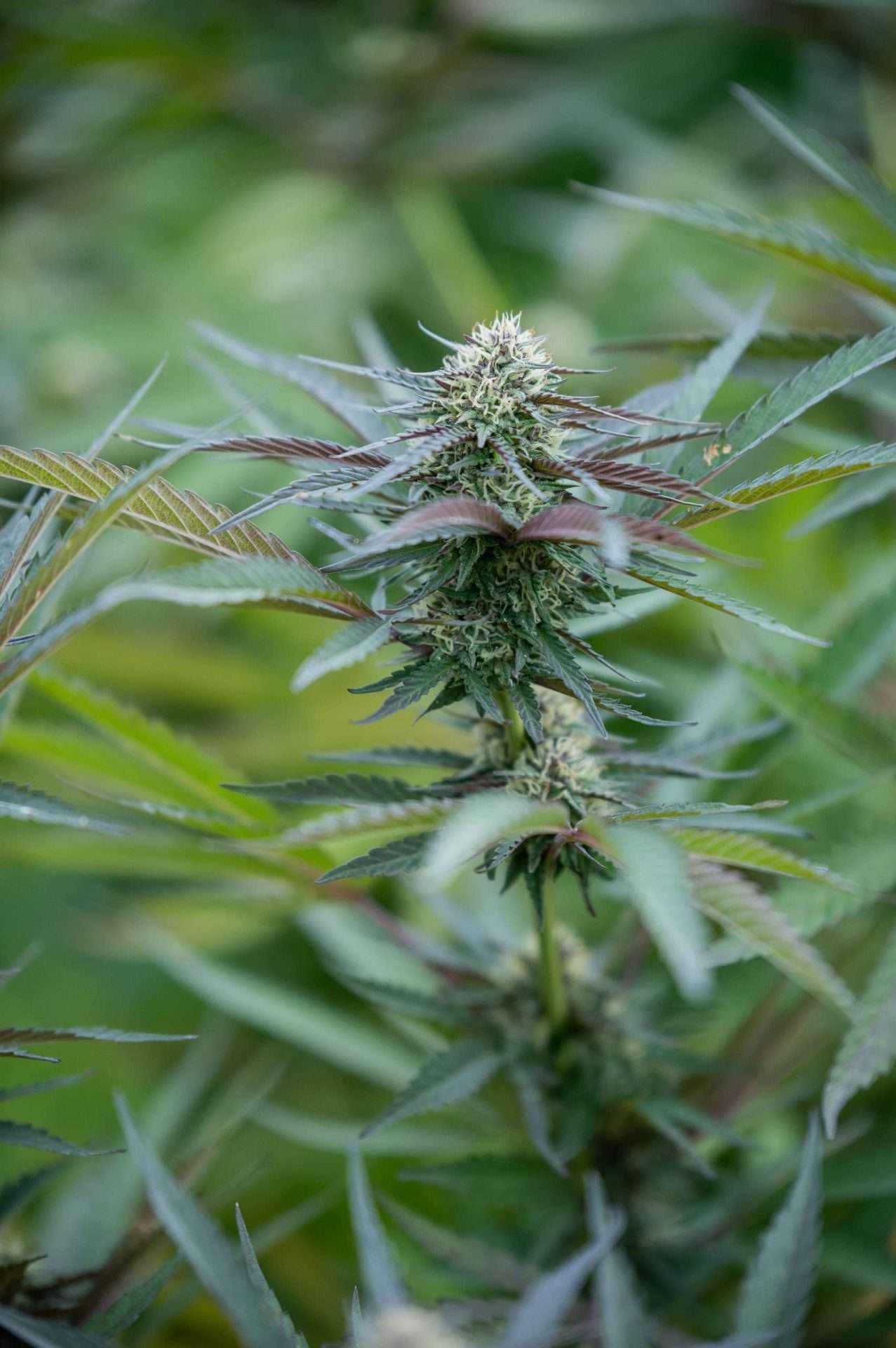 East Fork Cultivars Blue Orchid Organic Hemp Flower