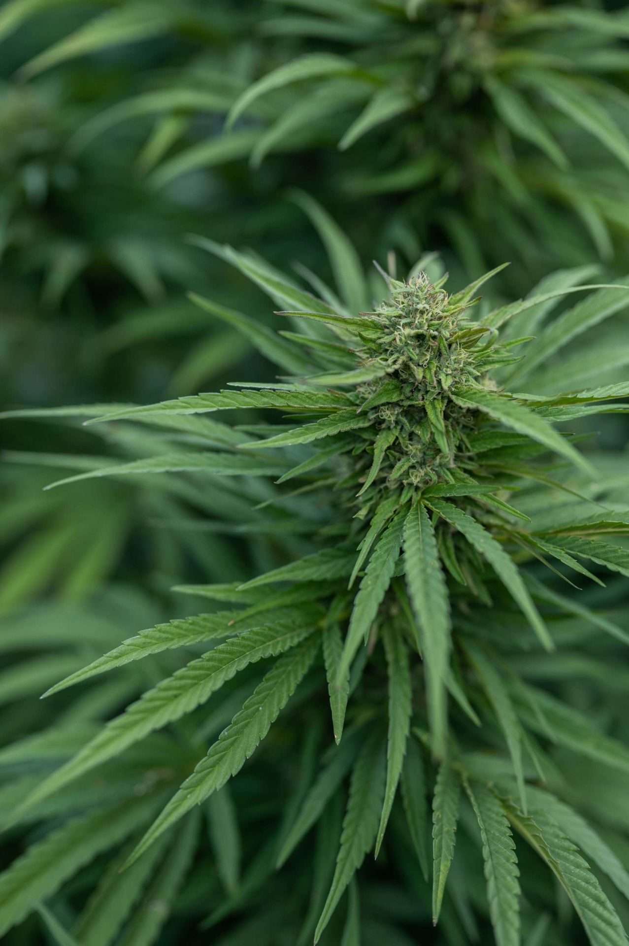 East Fork Cultivars Oregon Sweetgum Organic Hemp CBD Flower