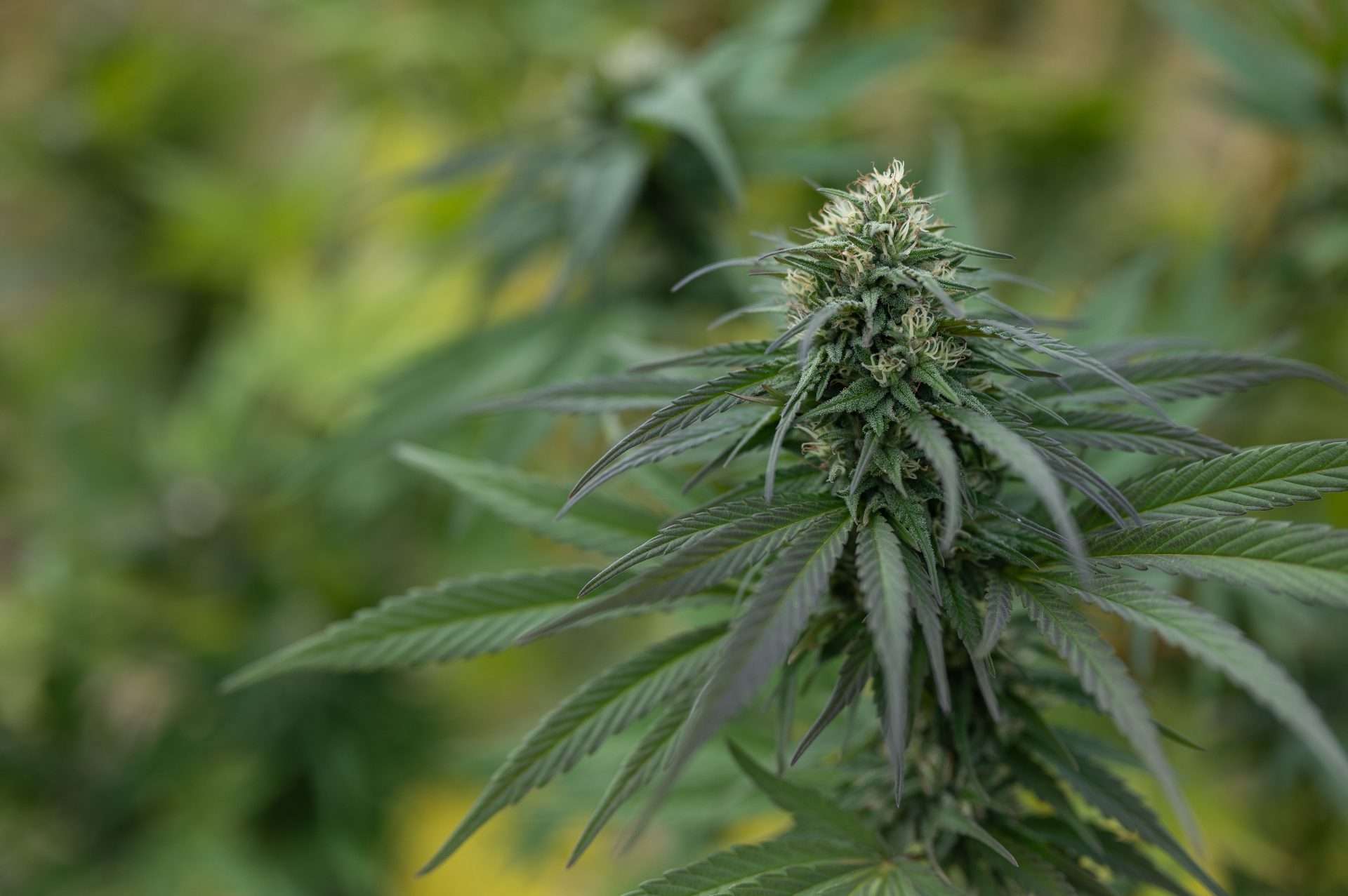 East Fork Cultivars Pineapple Kush Organic Hemp CBD Flower