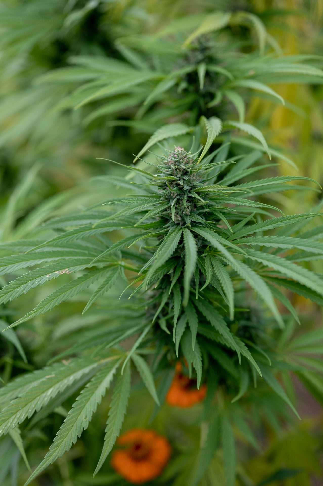 East Fork Cultivars Sour Pineapple Organic Hemp CBD Flower