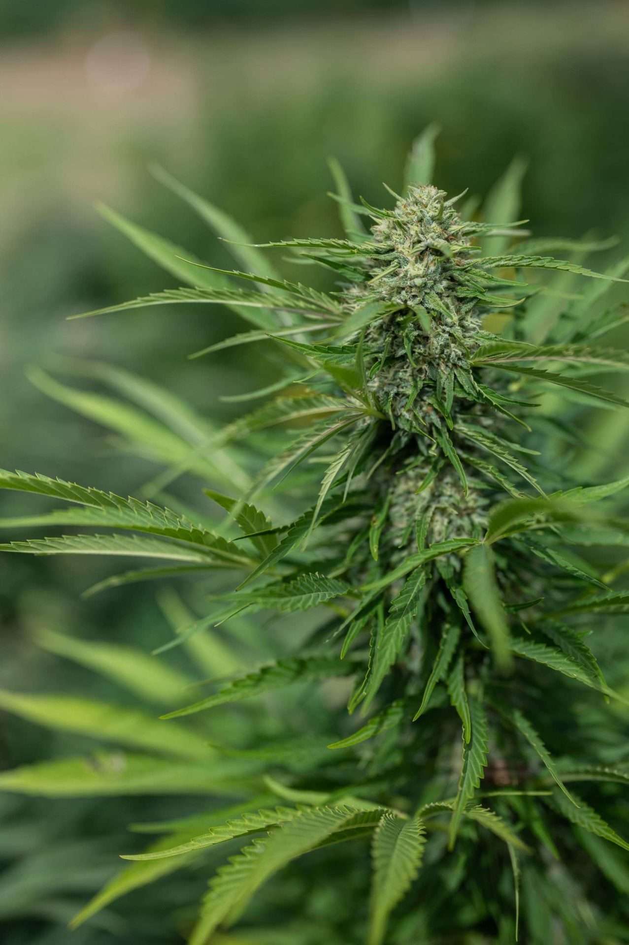 East Fork Cultivars White CBG Organic Hemp Flower