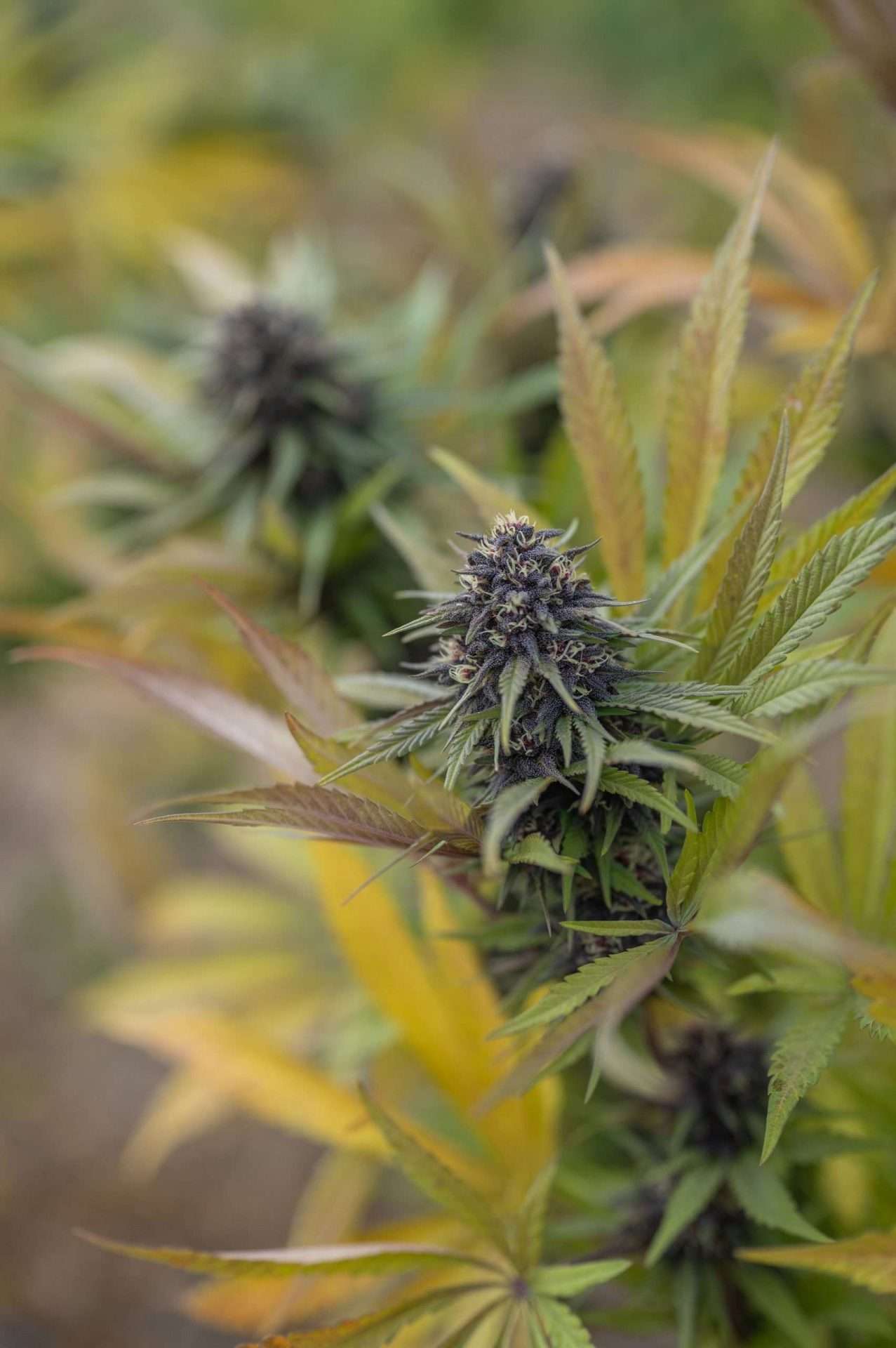 East Fork Cultivars Wesley's Wish Organic Hemp CBD Flower