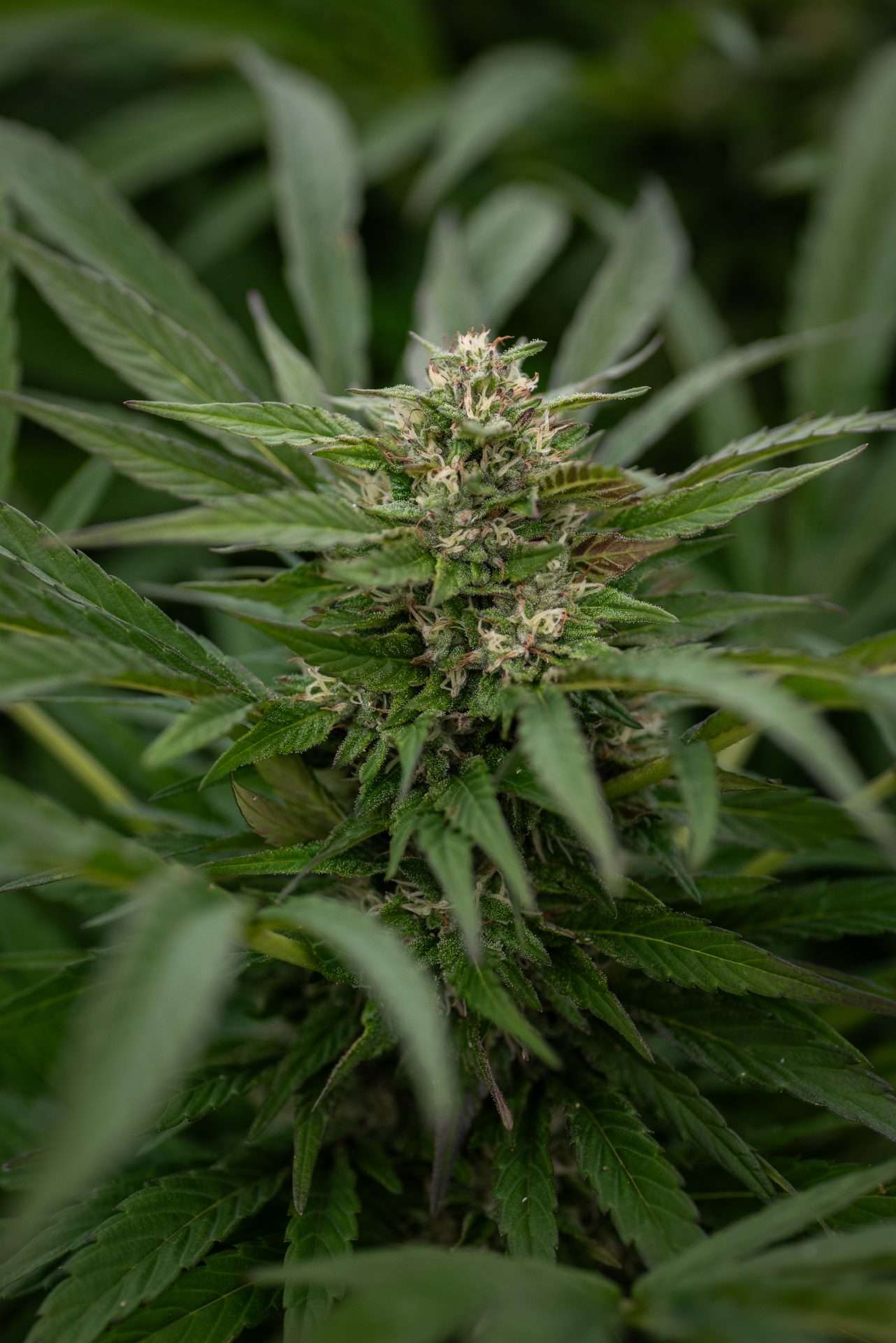 Oregon Guava Organic Hemp Flower • Limited Edition