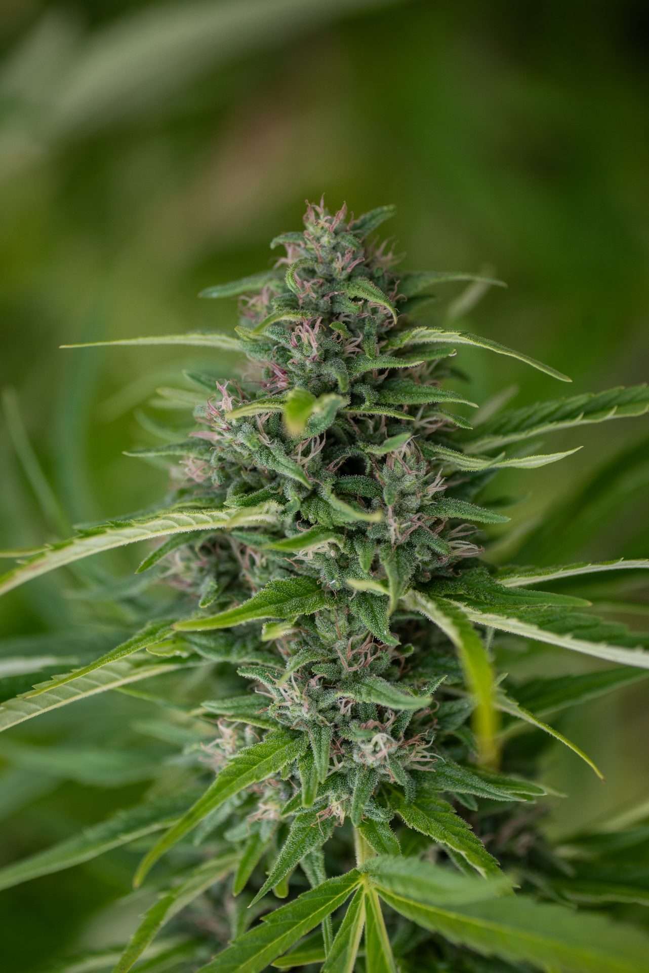 East Fork Cultivars Pear Blossom Organic Hemp CBD Flower