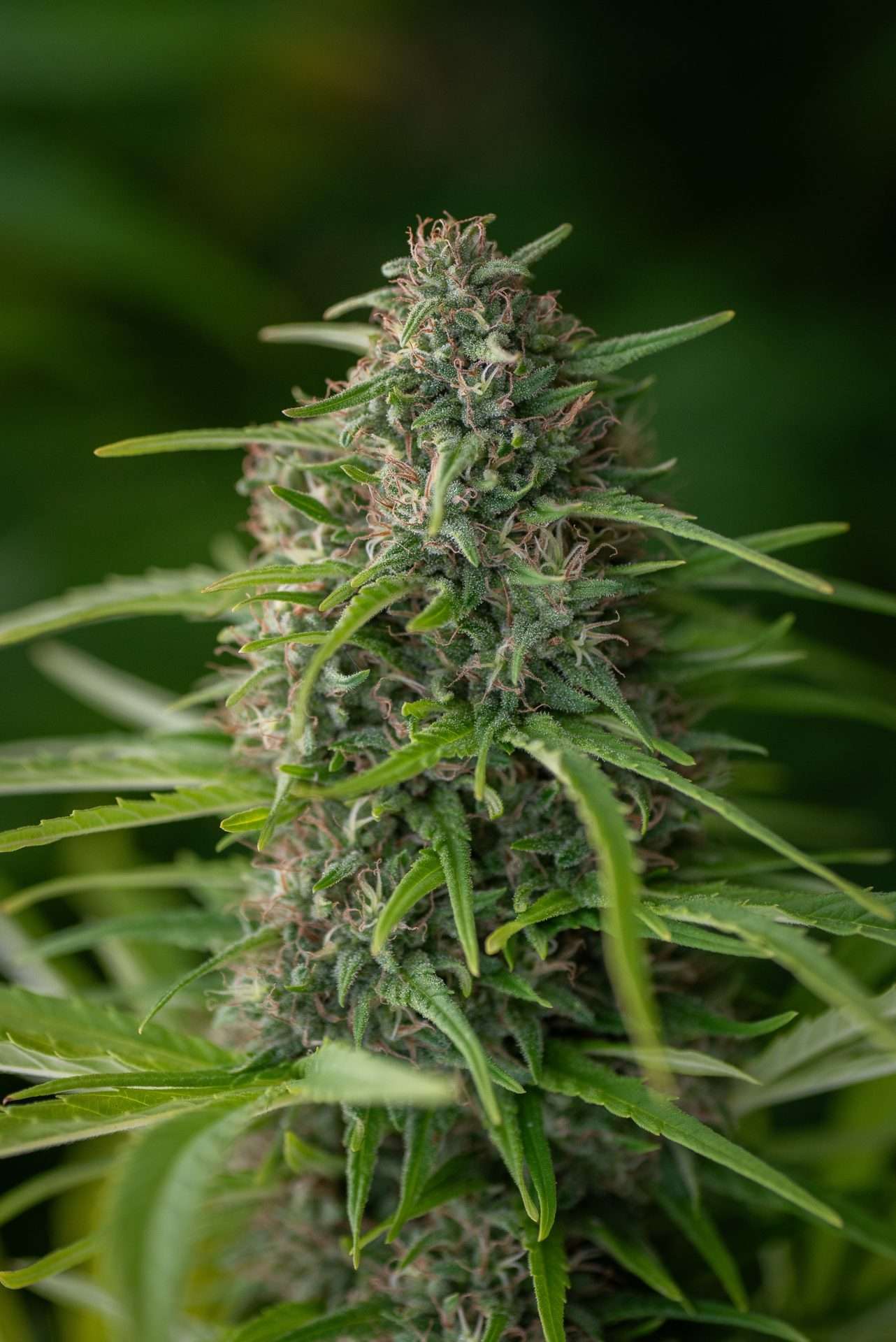 East Fork Cultivars Tropical Tempest Hemp Flower