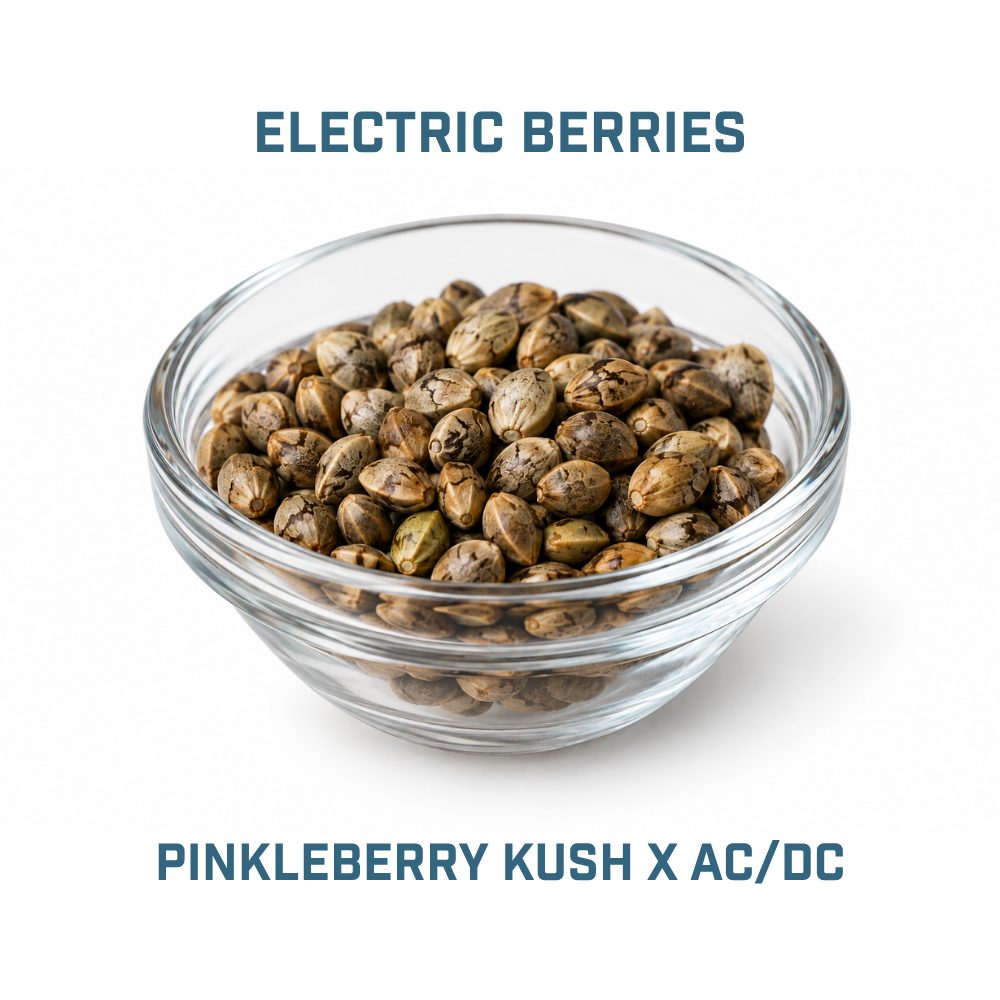 Feminized Cannabis Seed | Type 2