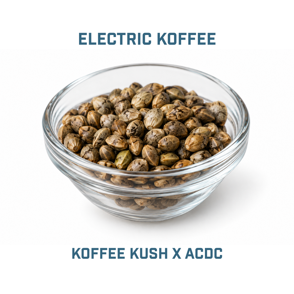 Feminized Cannabis Seed | Type 2