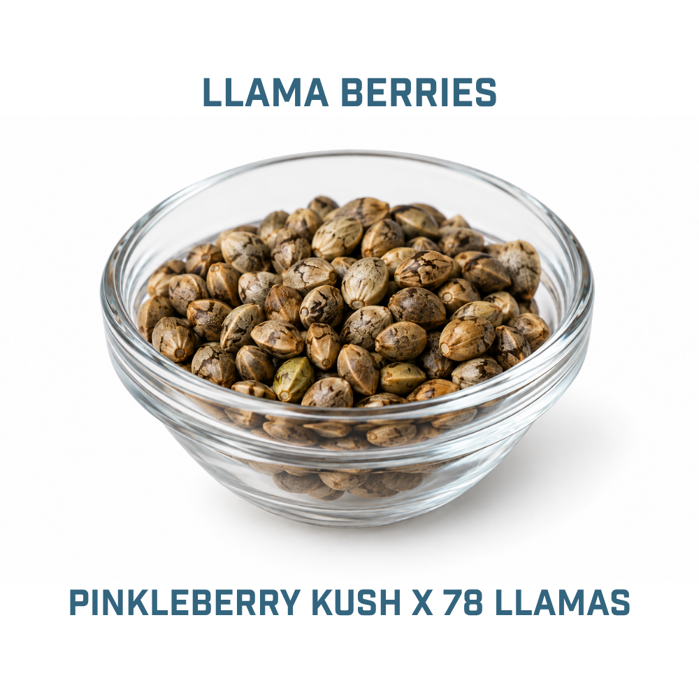 Feminized Cannabis Seed | Type 2