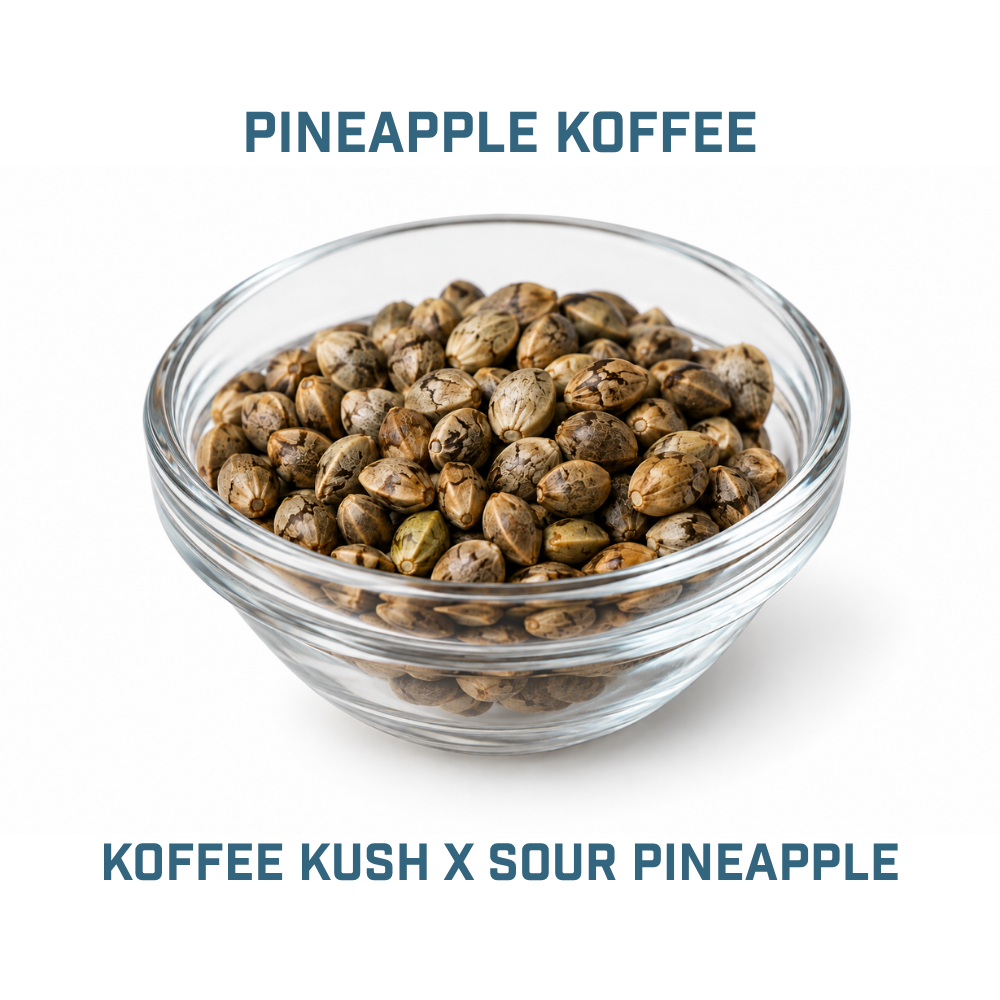 Feminized Cannabis Seed | Type 2