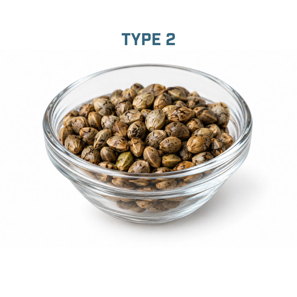 Feminized Cannabis Seed | Type 2