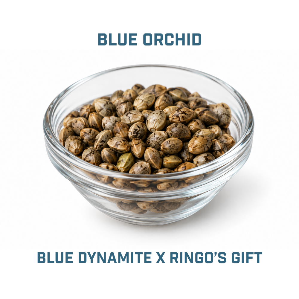 Feminized Cannabis Seed | Type 3