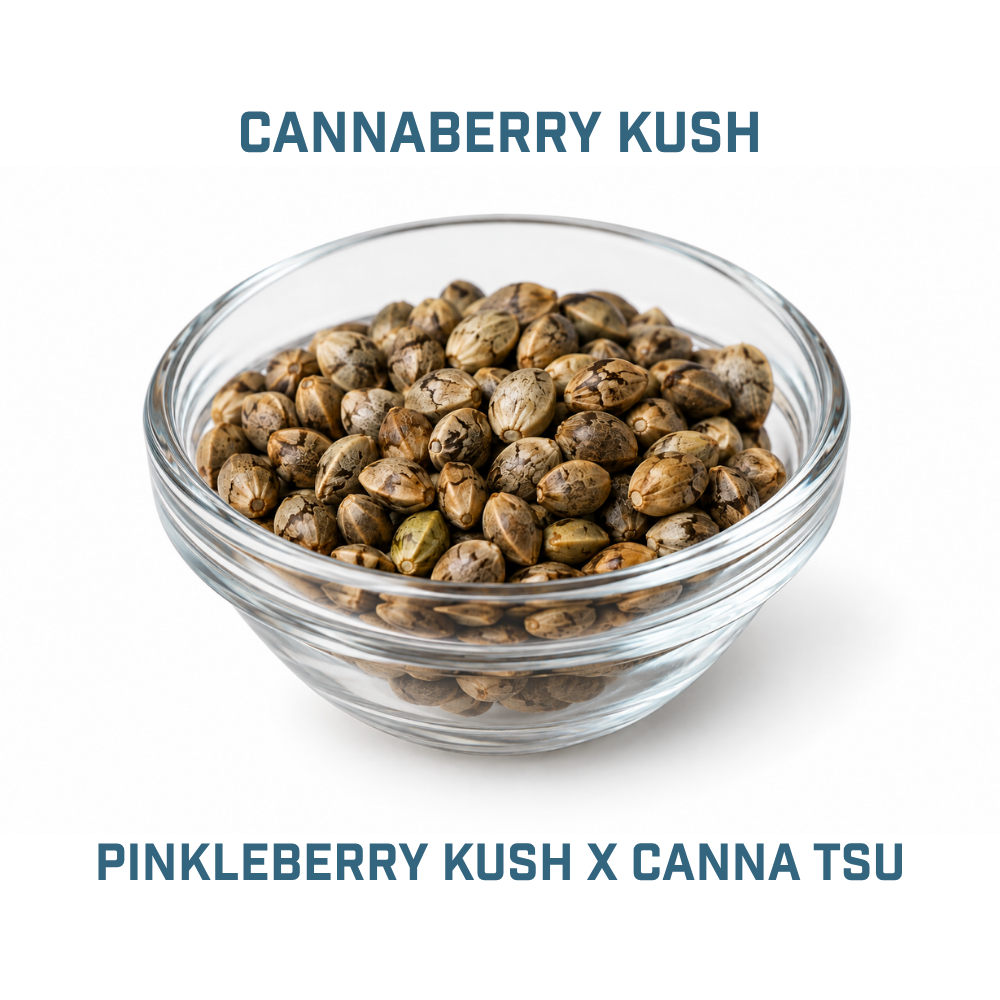 Feminized Cannabis Seed | Type 2