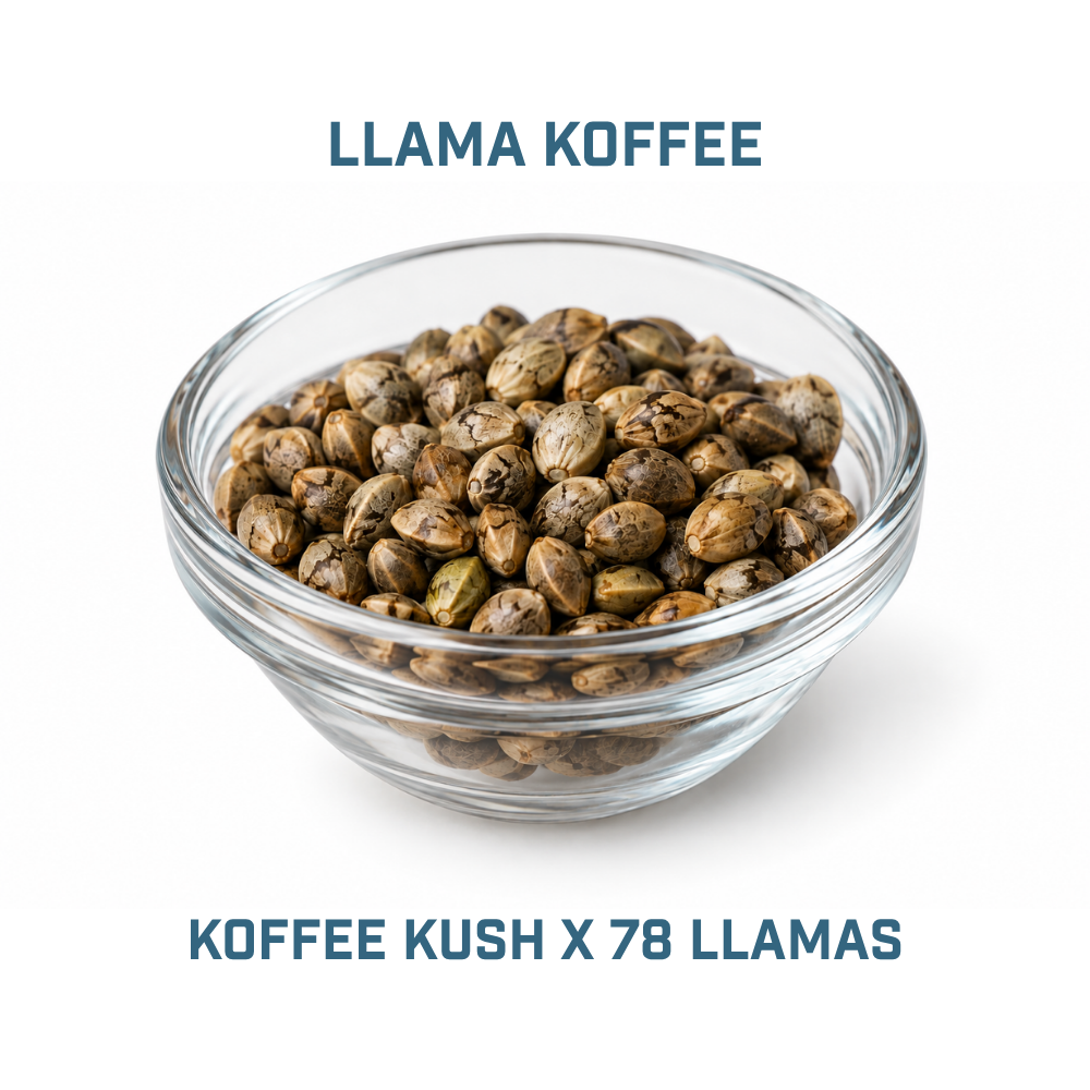 Feminized Cannabis Seed | Type 2