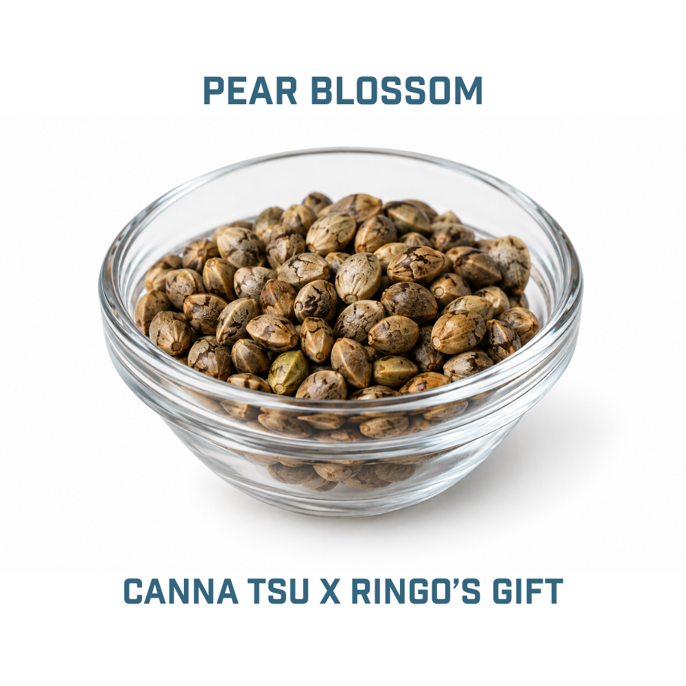Feminized Cannabis Seed | Type 3