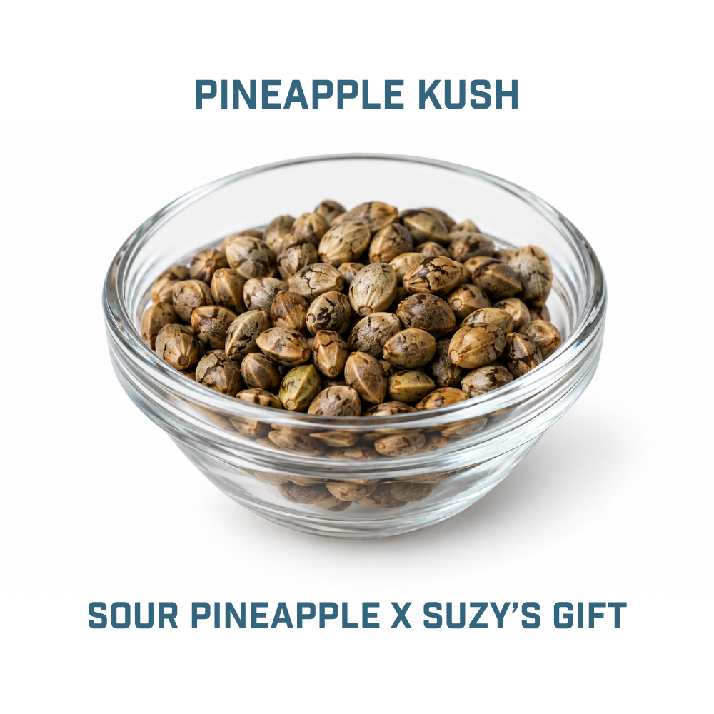 Feminized Cannabis Seed | Type 3