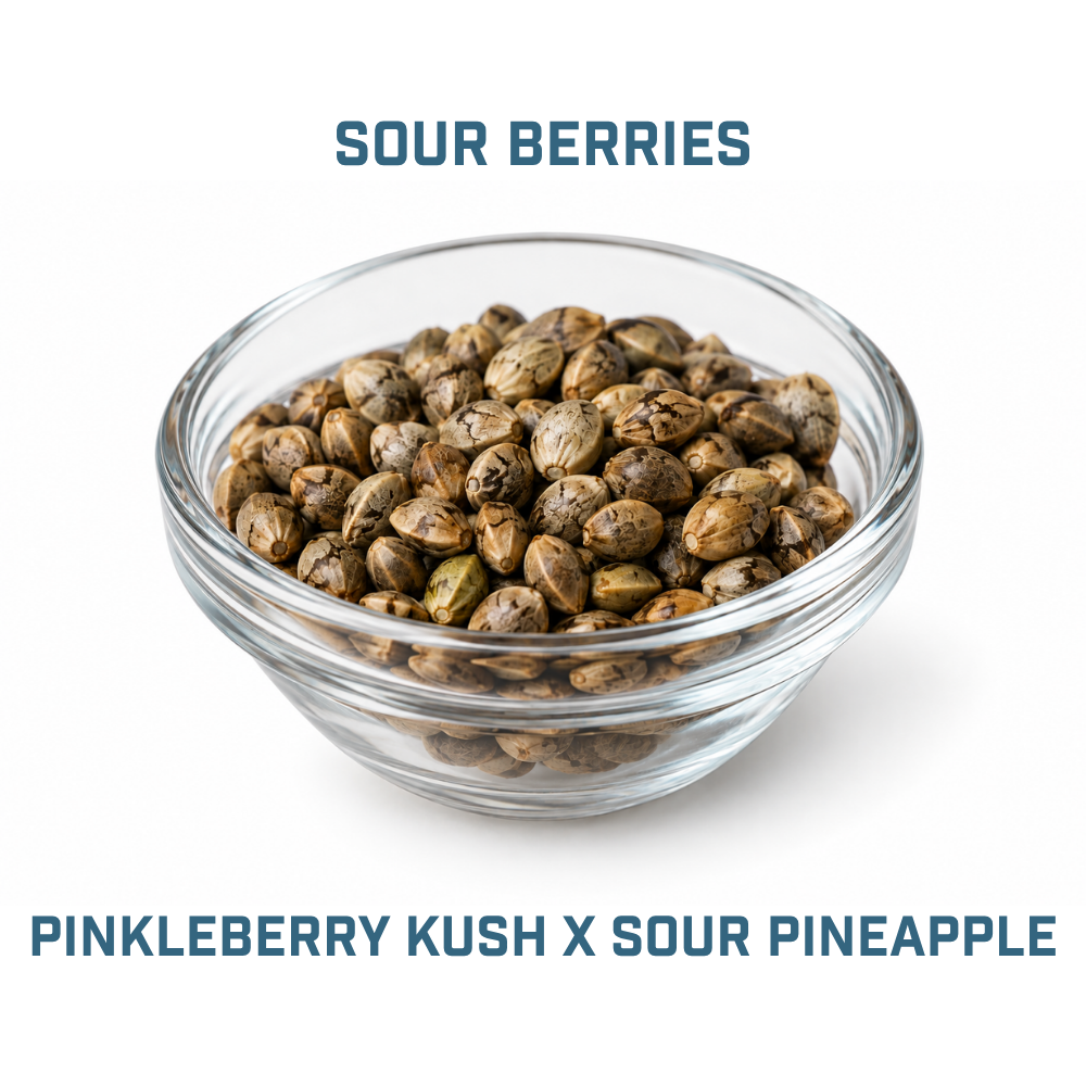 Feminized Cannabis Seed | Type 2